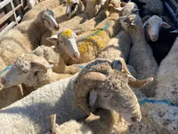Ram, Sheep — photo 3