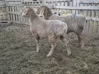 Owca, Arashan sheep — zdjęcie 4