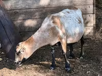 Қой, Cameroon sheep — 7-сурет