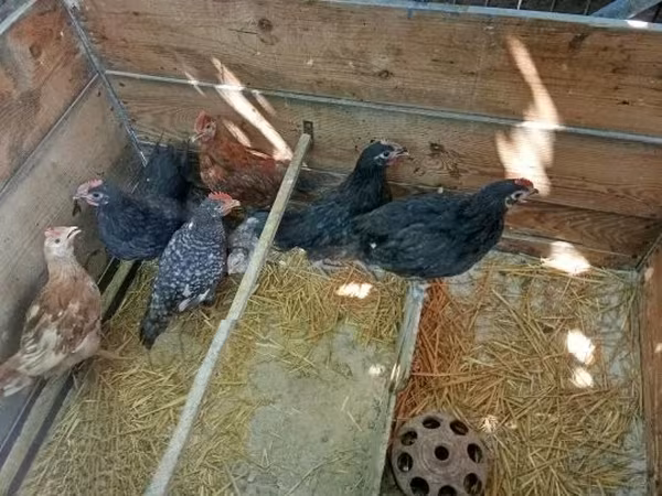 Chickens — Hungria