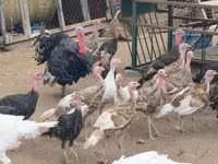 Turkeys — fotografija 3