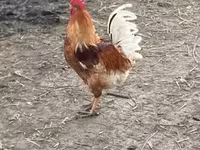 Chickens — 写真 2