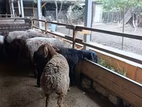 Ovelha, Rhon sheep — foto 5