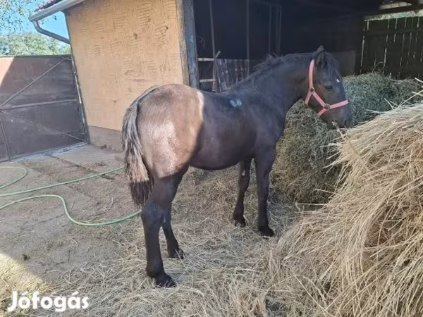雌馬, 馬 — ハンガリー
