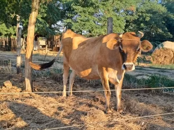 Krowa, Rasa jerseyjska — Węgry