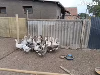 Geese — الصورة 3