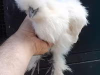 Chickens — fotografija 6