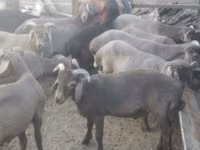 Ram, Arabi sheep — photo 2