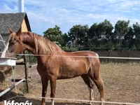 Kobila, Dutch warmblood horse — fotografija 4