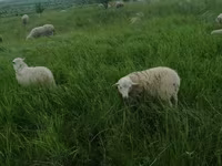 Ovan, Suffolk sheep — fotografija 7