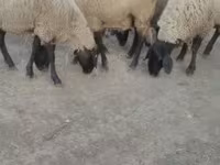 Owca, Tsigai sheep — zdjęcie 2