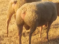 Ovan, Rouge de l’Ouest sheep — fotografija 3