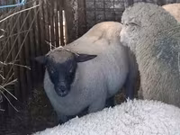 母羊, Sheep — 照片 8