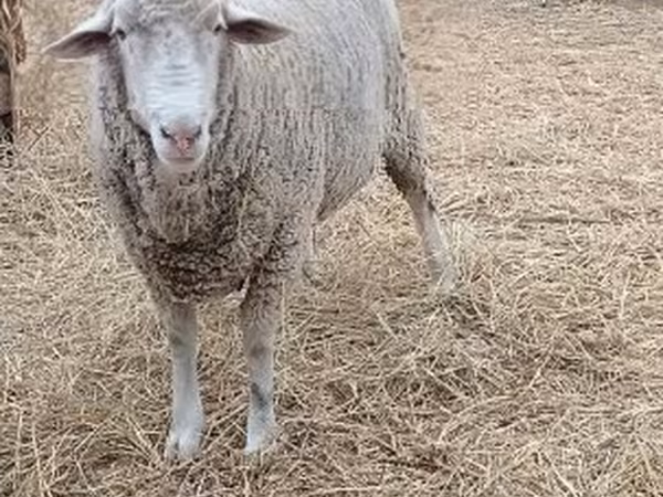公羊, Merino sheep