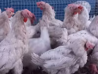 Leghorn — fotografija 2