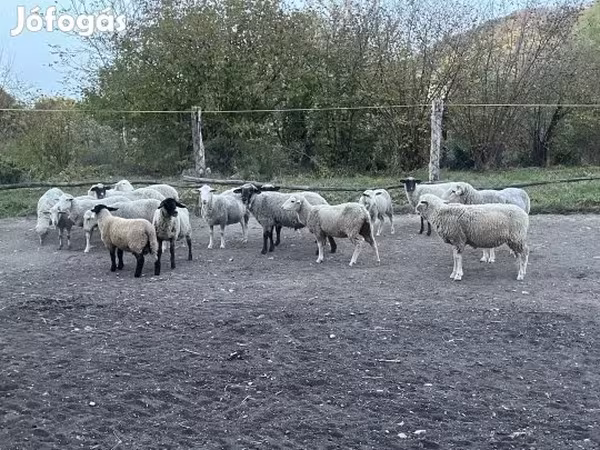 Ovan, White Suffolk sheep