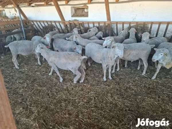 Widder, Merino sheep