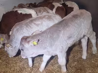 Bik, Simmental cattle — fotografija 5