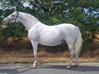 Yegua, Lipizzaner — foto 1
