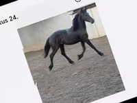 母马, Horses — 照片 6