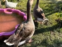 Geese — Foto 4