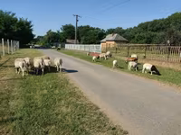 Baran, Dorper sheep — zdjęcie 7