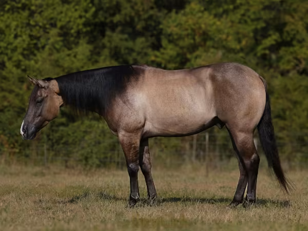 Koń, Quarter Horse