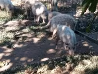 خنزير ذكر, Мангалица — الصورة 7
