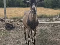 Boucs, Alpine goat — photo 3