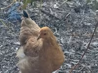 Chickens — fotografija 3