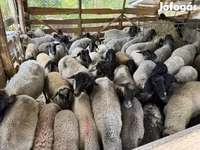Ovca, Tsigai sheep — fotografija 1