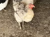 Brahma — photo 3