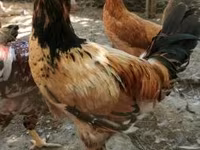 Chickens — الصورة 3