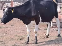 母牛, Holstein breed — 照片 2