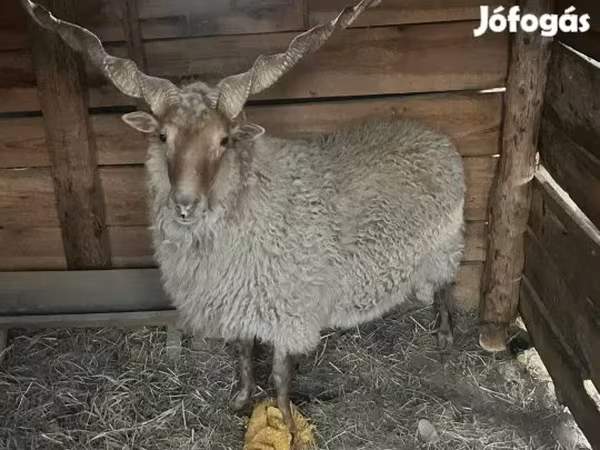 雄羊, Racka sheep — ハンガリー