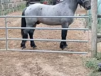 公马, Horses — 照片 4