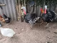 Turkeys — الصورة 1