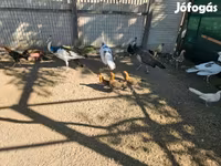 Ayam Ketawa — Foto 2