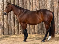 At, Quarter Horse — foto 1