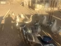 Geese — foto 1