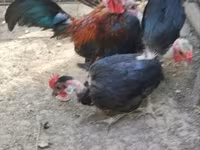 Chickens — 写真 4