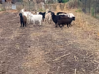 Cabra, Alpine goat — foto 5