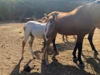 Aygʻir, Appaloosa — 1-rasm