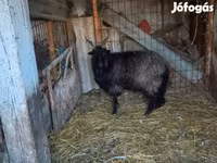 母羊, Racka sheep — 照片 2