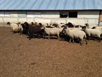 Ovca, White Suffolk sheep — fotografija 1