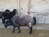 Qoç, Edilbay sheep — foto 1