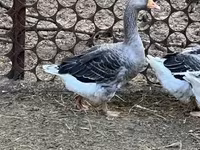 Ganso Dinamarquês Cinza e Cinza Mosqueado — foto 3