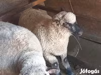 Widder, Shroshire sheep — Foto 1