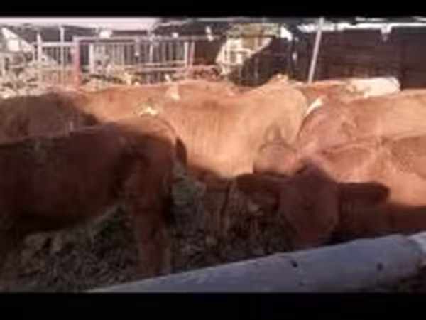 公牛, Limousin cow