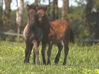 Pastuv, American shetland pony — fotografija 4